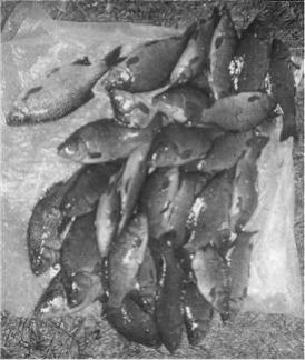 A typical days catch from Vokes Lake, Normandy c.1970