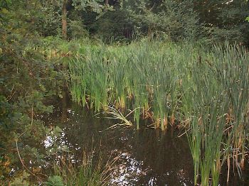 Normandy Pond with Pond Grass